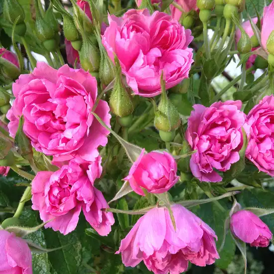 Trandafiri tufă - Trandafiri - Pink Grootendorst - 